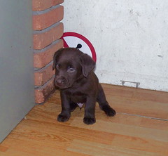 Kluivert, onze pup