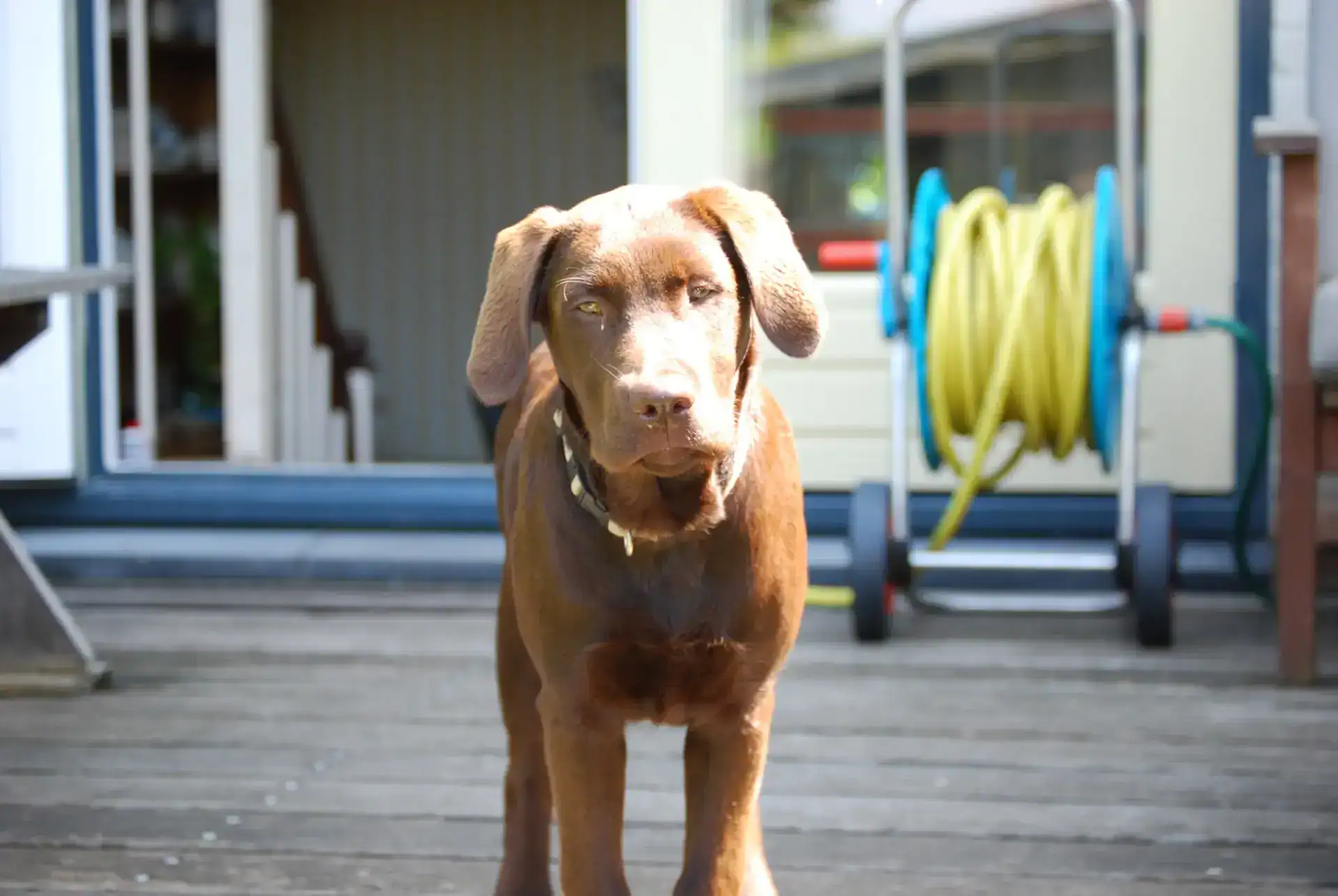 Puppy Kluivert - straightfrom.nl