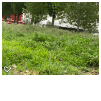 Het overwoekerde grasveld in de Pastelstraat - straightfrom.nl